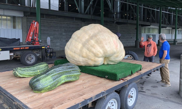 Секрет гигантских овощей: что добавить в лунку, чтобы урожай не поместился в ведро